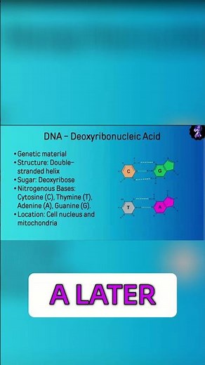DNA Basics: Nitrogenous Bases & Cell Location Explained