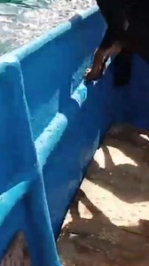 Rusa liar kejar kejaran di laut #reel #fyp #pengikut #vod #laut | Pace Nathan Vlog