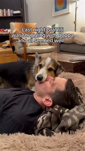 Brady & Graffiti the Corgis on Instagram: "Last night was truly terrifying for us. Graffiti threw up several times...each episode more intense than the last. Given his condition (hemangiosarcoma for those who may not know) repeated vomiting is especially dangerous for him and for a moment we weren’t sure he would make it through the night. It was the scariest moment we’ve faced so far. We were just about to take him to the ER when he finally began to settle and fell asleep. His gums were still p