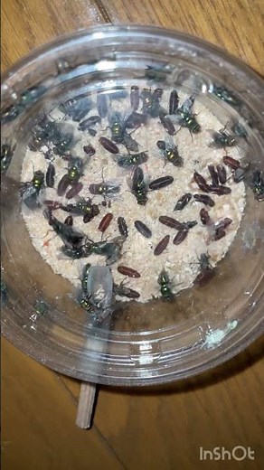 ウジ虫を放置するとこうなる
