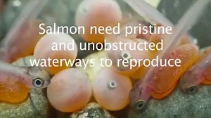 55K views · 466 reactions | Southern Resident killer whales need Chinook salmon to thrive. Please visit https://www.whaleresearch.com/ | Center for Whale Research | Facebook