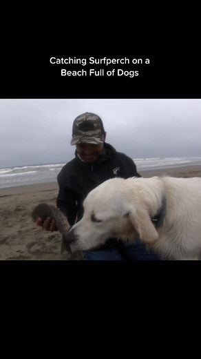 #surffishing #morethanfishing #fishing #dogs #dog #dogsoftiktok #surfperch