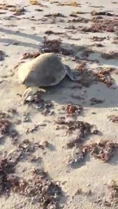36K views · 493 reactions | The Upper Texas Coast found its first Kemp's Ridley nesting sea turtle this morning on the west end of Galveston near Pocket Park #2. Video was taken by one of our amazing sea turtle patrollers, Stephen Bonnin. 124 eggs were excavated. As of yesterday, the Texas coast had 56 sea turtle nests! | Turtle Island Restoration Network - Gulf of Mexico | Facebook