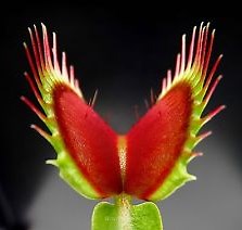 How the Venus Flytrap Eat Bugs - Untamed Science