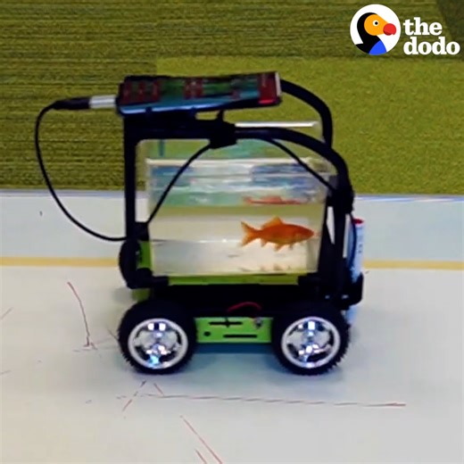 Fish are smarter than we think ✨ Keep up with the researchers at Ben-Gurion University on Facebook: thedo.do/shacharFB and Instagram: thedo.do/MatanIG. You can find more awesome research projects by R2 Fish School on YouTube: thedo.do/R2Fishschool. Check out Pegamento on Twitter: thedo.do/pegamentoTW and Instagram: thedo.do/pegamentoIG. For more information on how fish can drive, check out Pegamento's website: thedo.do/Fishcandrive. | The Dodo