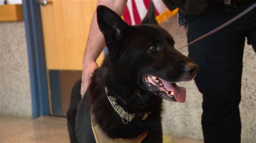 K9 finds missing child with autism clinging to tree at small pond in Milford, Massachusetts