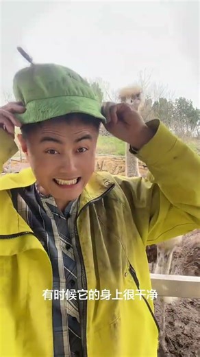 Ostrich is a bather. Harmonious coexistence between humans and animals. The confusing behavior o