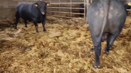 1.1K views | For sale privately Selection of 4 top quality pedigree registered 2-year-old Aberdeen-Angus bulls. Naturally done, excellent temperament and ready to work, from a Johnes 1 herd. For more information contact Raymond Kennedy on 07545 207927 | United Auctions - Livestock Auctioneers | Facebook