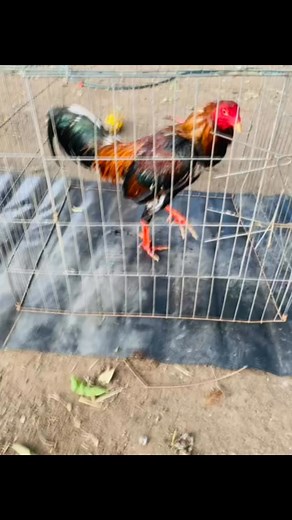 Casi listos | Granja Los Primos