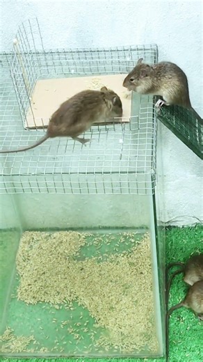 Genius mouse trap idea simple but so effective #mousetrap #mouse #trap #rat #animals
