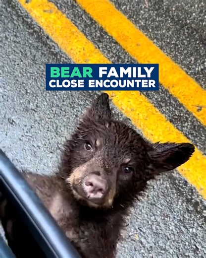 This little bear cub just made our day! 🐻😍 | Love This