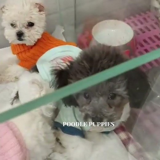 Havanese, Poodle puppies for sales Adoption:)