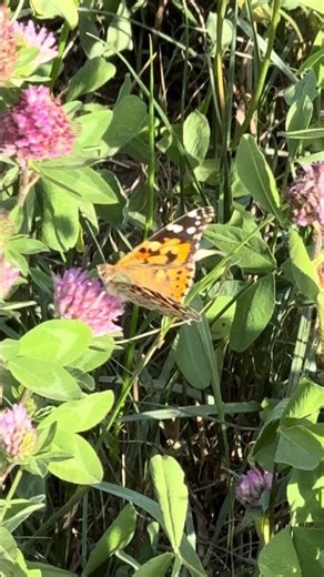 Bist du ein Schmetterling? 🦋