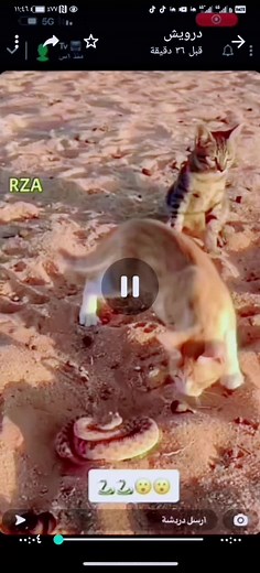 ابوعماد الشهري على TikTok