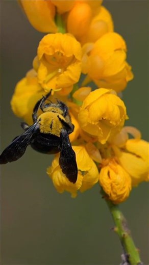 Carpenter bee collecting nectar #bee #insects #nature