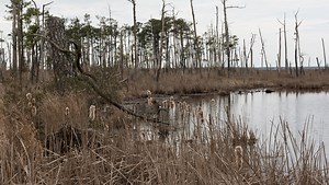 Would you brave the 'haunted' Pocomoke Forest?