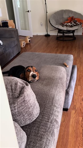 Can I Help You with Basset Hounds?