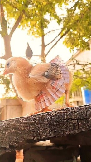 🧁 Tiny Chick, Big Style! 💛. #youtubeshorts #shorts #viral #trending #chicktales