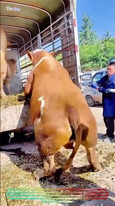 Satisfying Farm Life: Watch a Cow Carefully Back Down from a Truck! 🐄🚚↓