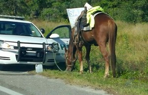 Florida Woman Gets DUI Riding A Horse: Deputies