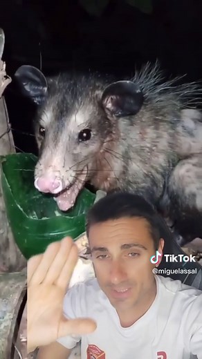 ¿Qué hacer si te muerde una rata?