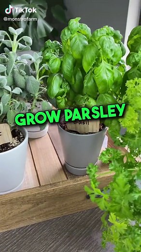 Easy Guide to Growing Parsley Successfully