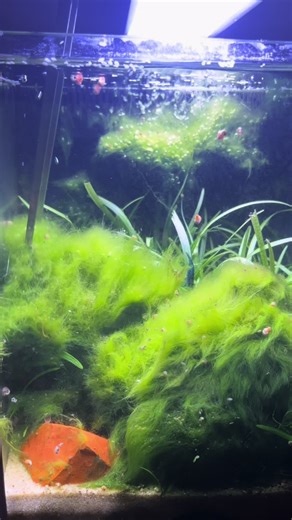 Discover the Fluffiest Aquatic Plant: Marimo Moss