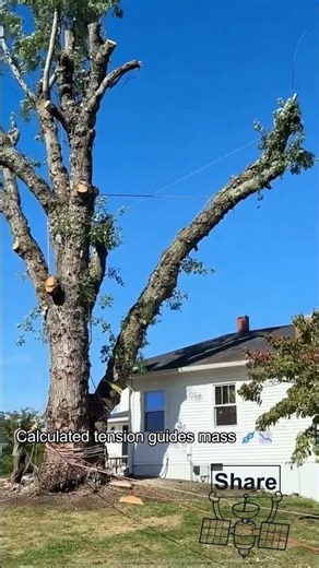Precision Arboriculture Directional Felling Mechanics
