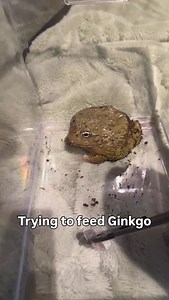 Trying to get clips for the Valentines’ post… Not going as expected #pixiefrog | Two Green Frogs