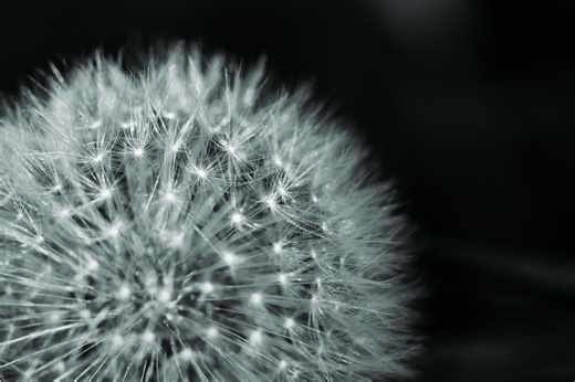 You won’t believe what dandelion stems do when wet