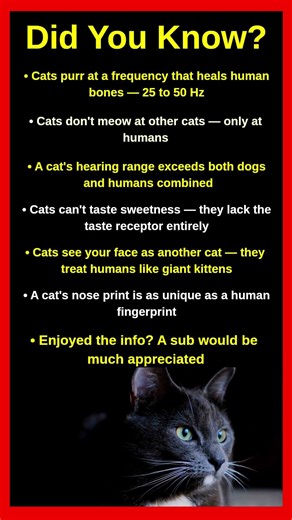Cat Facts That Science Just Discovered 🐱🔬