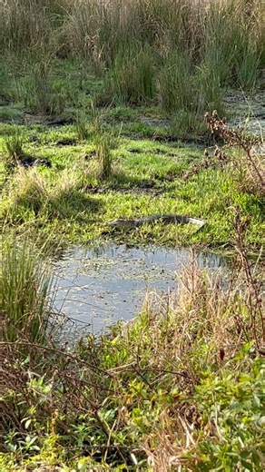 Little Gator And Flooded Ditches