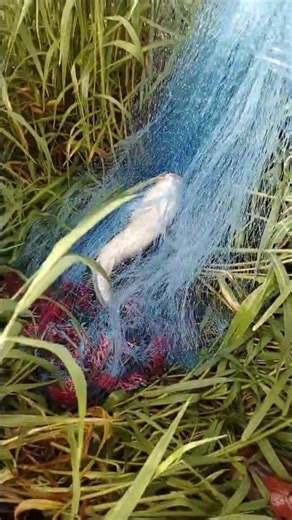 Fishing at the DAM is AMAZING #lifecapture #fishing