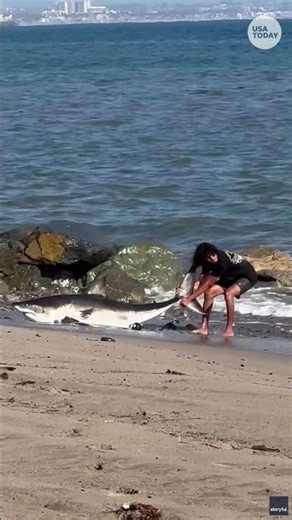 Shark Week is almost over but you can still catch the final nights