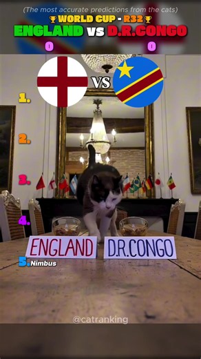 Ranking Cat Predictions : Endland 🏴󠁧󠁢󠁥󠁮󠁧󠁿 vs Congo 🇨🇩 #catranking #worldcup #shorts #cat