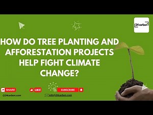 How Do Tree Planting and Afforestation Projects Help Fight Climate Change?