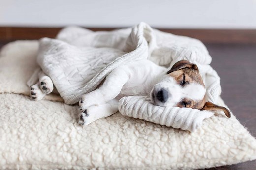 The 10 Best Organic Dog Beds