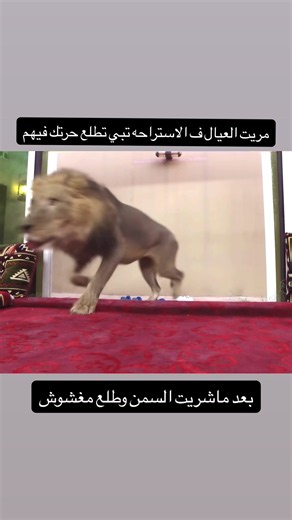 حقيقي ☝🏻 يعد برج المملكة واحدًا من أبرز المعالم المعمارية في الرياض، ورمزا حديثا يعكس تطور المملكة العربية السعودية العمرانية منذ افتتاحه، أصبح البرج وجهة رئيسية للسكان والزوار، ليس فقط لارتفاعه المميز بل أيضًا لما يقدمه من مرافق متنوعة وتجربة فريدة. تم افتتاح برج المملكة عام 2002، وهو مشروع تابع لشركة شركة المملكة القابضة التي يملكها الأمير الوليد بن طلال. طابقا، ما جعله لفترة طويلة أحد أطول المباني في الشرق الأوسط، تضميمه الفريد الذي يشتبه فتحة القوسة فلي عط أعلاه يميزه عن بقية ناطحات السلحاب