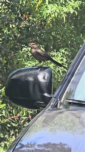 California Towhee vs my car side mirror #birds #birdbehavior #birding