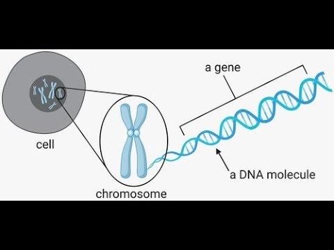 Composition of the Gene; structural and molecular components work together