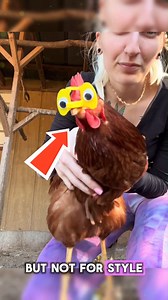Why Chickens Put On Little Glasses **Why Chickens Wear Tiny...