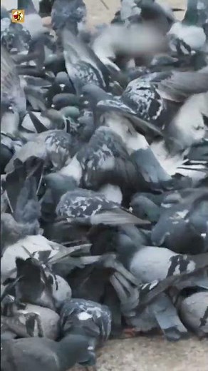 Amazing Pigeon Sounds (Pigeons on the City Square)