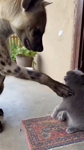 Funny Hyena Tries Petting an Angry Cat! 🐾🤣 #funnyanimals