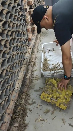 Inside a Gecko Farm: Farmer Releases a Basket of Baby Geckos to Begin Their Growth Cycle 👀