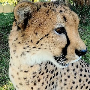 26K views · 3.2K reactions | Cheetah close-up. | San Diego Zoo Safari Park | Facebook