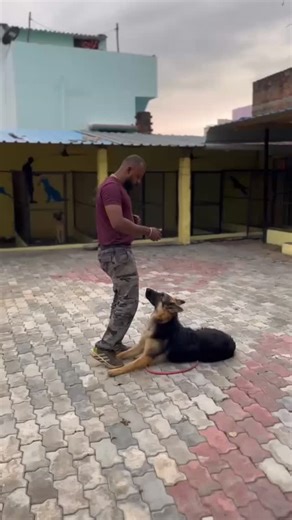 J Dog Resort🐾 on Instagram: "🐾Key rule 🐾Command → Dog does it → Praise + Treat 👉🏻Consistency in your voice and words is what makes the dog understand and respect you.👍 #DogTraining #PuppyTraining #ObedienceTraining #DogBehaviour #DogDiscipline PositiveTraining"