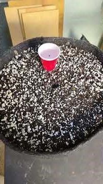 Germ and Plant of Guava Fig