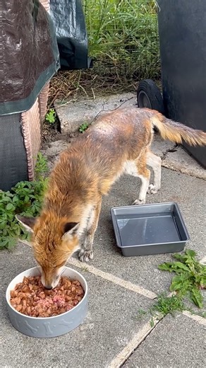 1.7K views · 127 reactions | Lunch time❤力#foxes #FoxNews #foxoftheday | Colin Hutton | Facebook