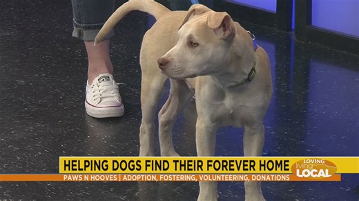 Paws N Hooves - Loving Living Local