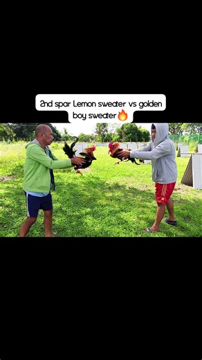 Lemon sweater vs golden boy sweater f1🔥 | Jelton